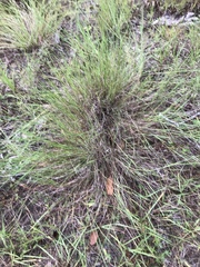 Schizachyrium tenerum