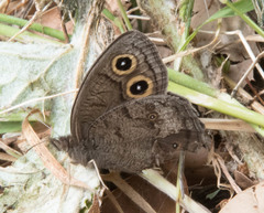 Cercyonis pegala boopis