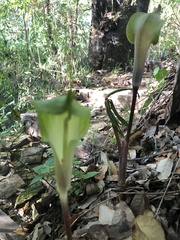 Arisaema macrospathum