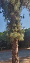 Pinus canariensis