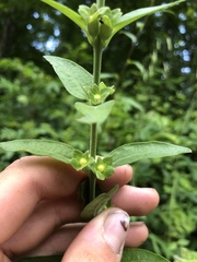 Dasistoma macrophylla