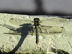 Ophiogomphus obscurus