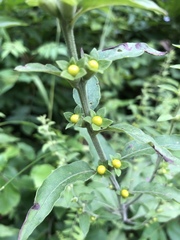 Dasistoma macrophylla