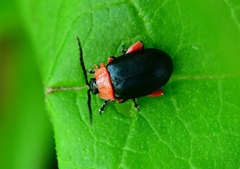 Asphaera abdominalis