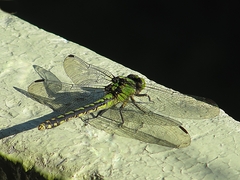 Ophiogomphus obscurus