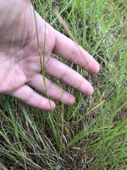 Schizachyrium tenerum