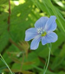Linum amurense