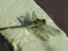 Ophiogomphus obscurus