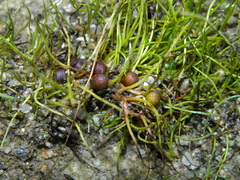 Pilularia globulifera