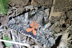 Catocala verrilliana