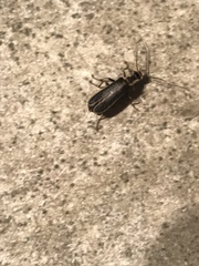 Podabrus punctulatus