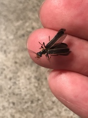 Podabrus punctulatus