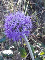 Chresta sphaerocephala