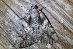 Catocala verrilliana