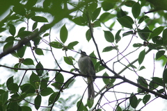 Pycnonotus goiavier