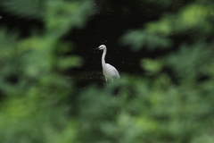 Egretta garzetta