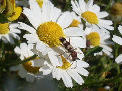 Chlorophorus trifasciatus