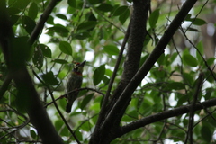 Psilopogon haemacephalus