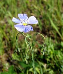 Linum amurense
