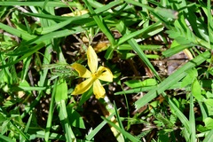 Sisyrinchium angustissimum