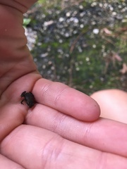 Eleutherodactylus campi