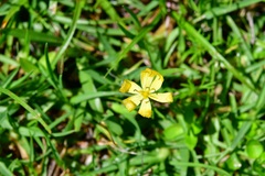 Sisyrinchium angustissimum