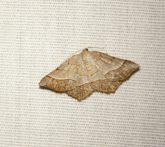 Eumacaria madopata