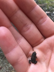 Eleutherodactylus campi