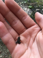 Eleutherodactylus campi