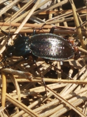 Carabus goryi