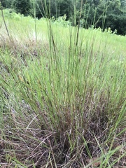 Schizachyrium tenerum