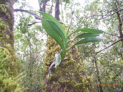 Cyrtorchis arcuata arcuata
