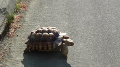 Centrochelys sulcata