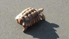 Centrochelys sulcata