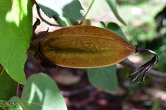 Chiranthodendron pentadactylon