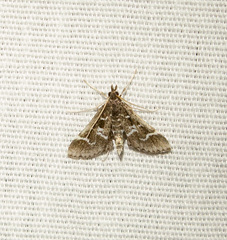 Diasemiodes janassialis
