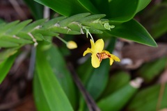 Lockhartia oerstedii