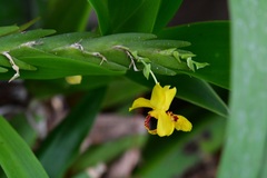 Lockhartia oerstedii
