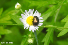 Chrysolina aurichalcea