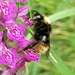 Four-colored Cuckoo Bumble Bee - Photo (c) Павел Голяков, some rights reserved (CC BY-NC), uploaded by Павел Голяков