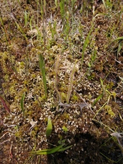 Drosera filiformis