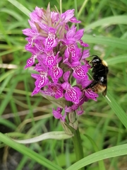 Bombus quadricolor