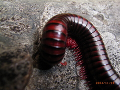 Pachybolidae