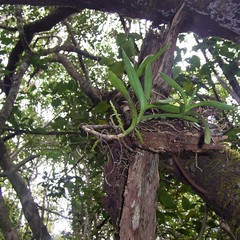 Tridactyle bicaudata