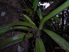 Cyrtorchis arcuata arcuata