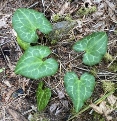 Asarum marmoratum