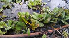 Pistia