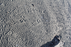 Pelecanus occidentalis