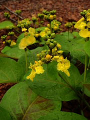 Stigmaphyllon convolvulifolium