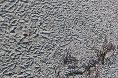 Pelecanus occidentalis